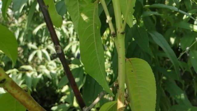 Опять про персики из косточек. смотреть онлайн