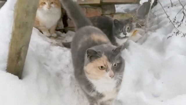 2019.02.02 Много хавающих кошаков смотреть онлайн