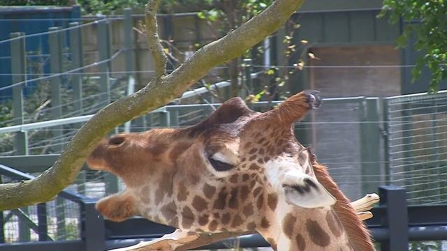 A day in the Dublin Zoo, Ireland. HD смотреть онлайн
