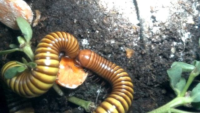Desert Millipedes (Orthoporus ornatus) sharing a meal смотреть онлайн