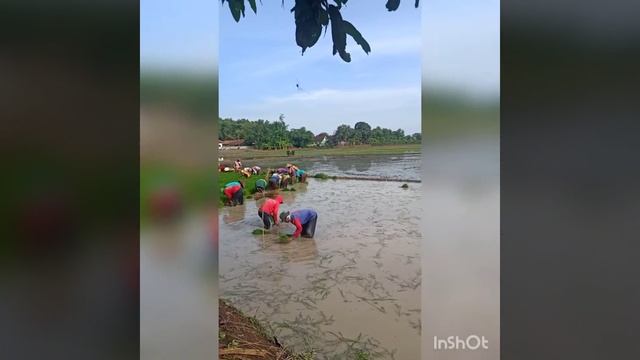 Tandur Benih 42, Areal 5 Bahu Tanjung Mulya, Tanjungsari Barat, Cikaum, Subang, Jawa Barat смотреть онлайн