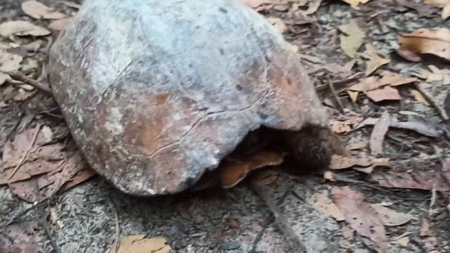 Джунгли на Пенанге, раньше они покрывали весь остров, сейчас их остатки строго охраняются, но гулят смотреть онлайн