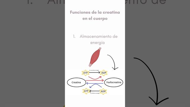 Creatina #ciencia #bioquimica #chemistry смотреть онлайн