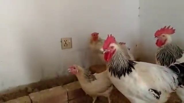 light Sussex chicks and eggs for sale смотреть онлайн