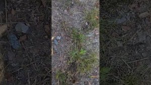 @Амброзия. Как сделать так, чтобы она не росла.