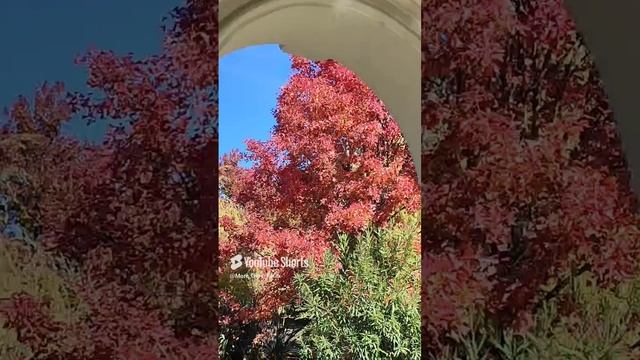 ПРИМОРСКИЙ ПАРК🍁|| НОВЫЙ АФОН. АБХАЗИЯ🍁|| 10 НОЯБРЯ 2024