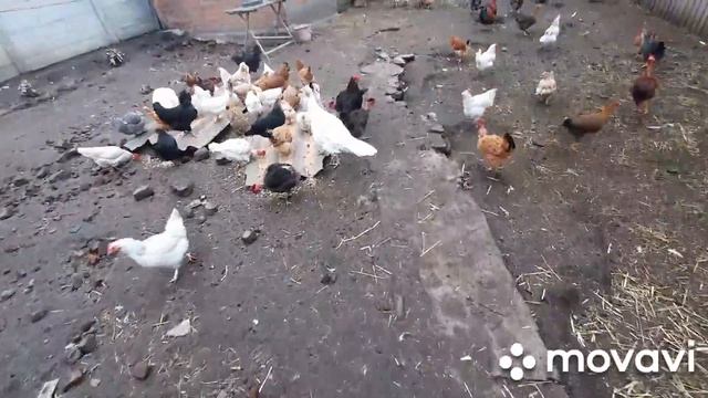 1й день, завтрак Вьетнамцев.) смотреть онлайн