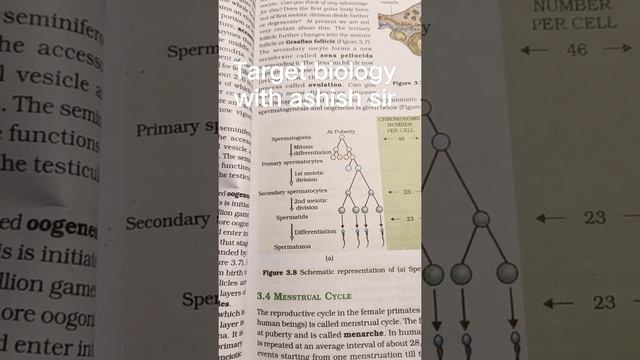 spermatogenesis смотреть онлайн