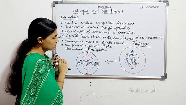 Part 2|Plus 1|Biology/Botany| M -phase |Mitosis phase |cell cycle and cell division смотреть онлайн