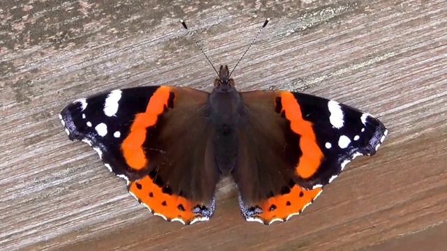 Red Admiral Butterfly adorning a railing смотреть онлайн