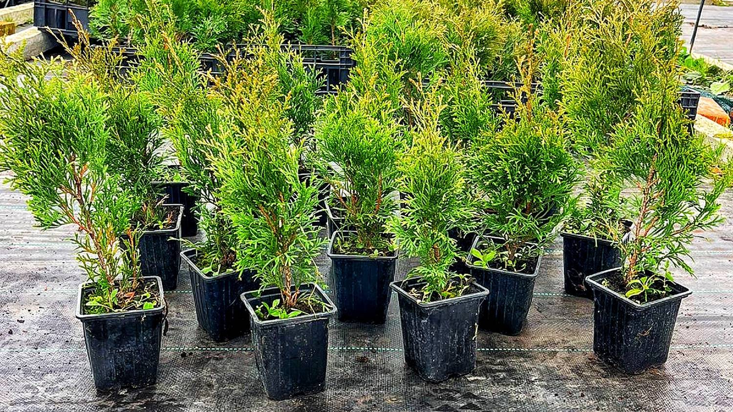 туя Смарагд