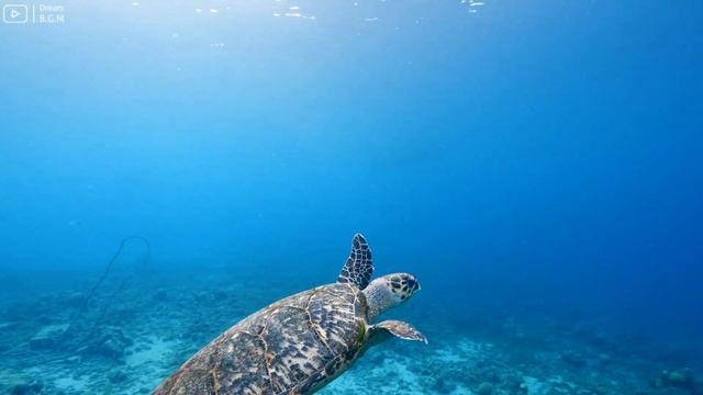 Ocean 4K - Majestic Sea Creatures 🐠 Stunning Coral Reef Fish for Relaxation смотреть онлайн