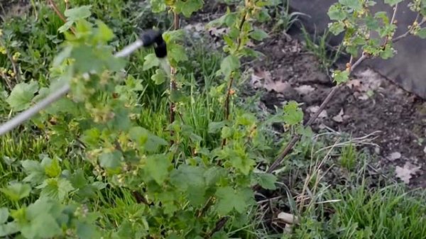 Первая обработка кустарников