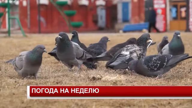 ПОГОДА НА НЕДЕЛЮ смотреть онлайн