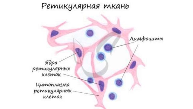 соединительная ткань смотреть онлайн