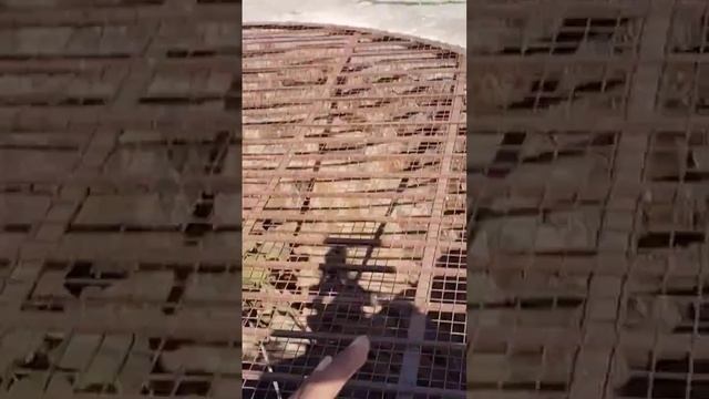 Qutub Minar NEW DELHI #qutubminar #shortsvideo #viral #delhi