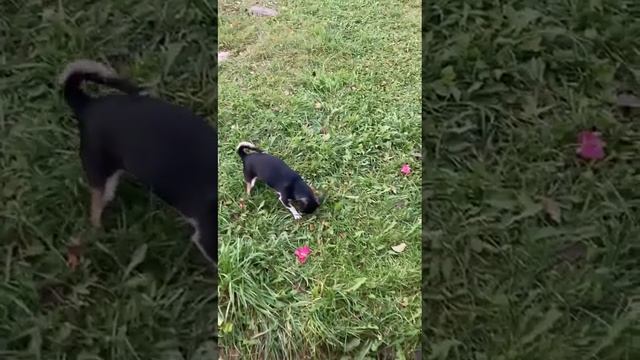 красные розы беззащитны цветы.))) смотреть онлайн