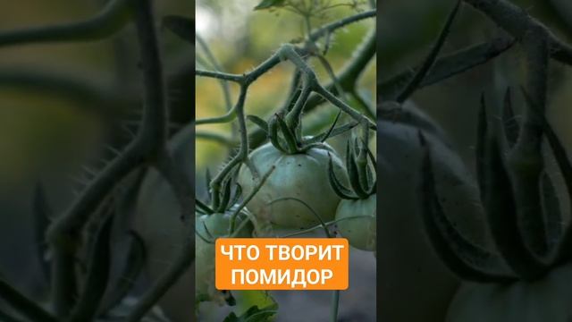 Яд или Лекарство? Секреты и полезности о помидорах смотреть онлайн