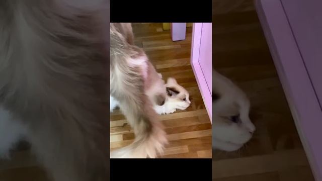 Прикольные животные, очередная подборка нашего канала. смотреть онлайн