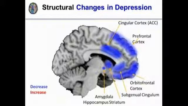 Stress And Serotonin
