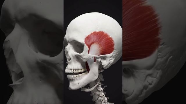 TMJ #bds #anatomy #heart #biology #mbbs #neet смотреть онлайн