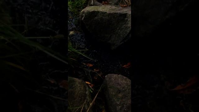 Днепр. Мой биотоп. 2-я.часть...🐠 смотреть онлайн