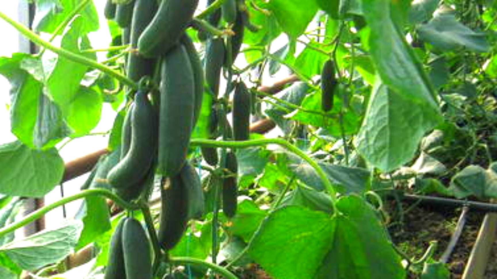 Сею эти ОГУРЦЫ каждый год и собираю урожай ведрами! смотреть онлайн