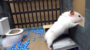 Хомяк сбегает из сложного лабиринта для умных животных ! Тюрьма для домашних животных !