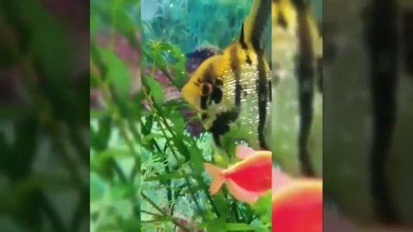 Нерест скалярии в общем аквариуме