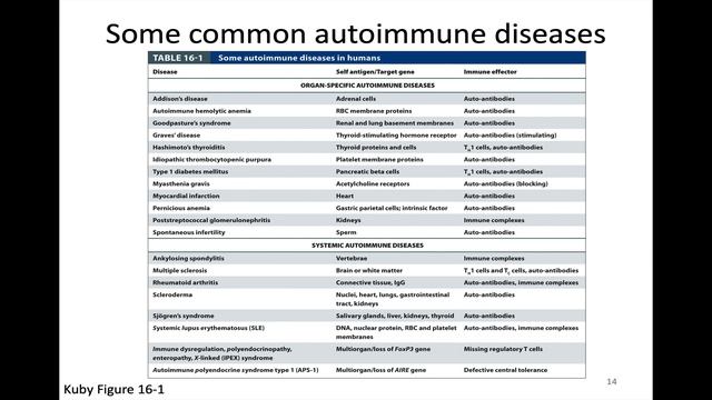 Immunology Fall 2023: Lecture 29 Breaking Tolerance and Autoimmunity Part 2 смотреть онлайн