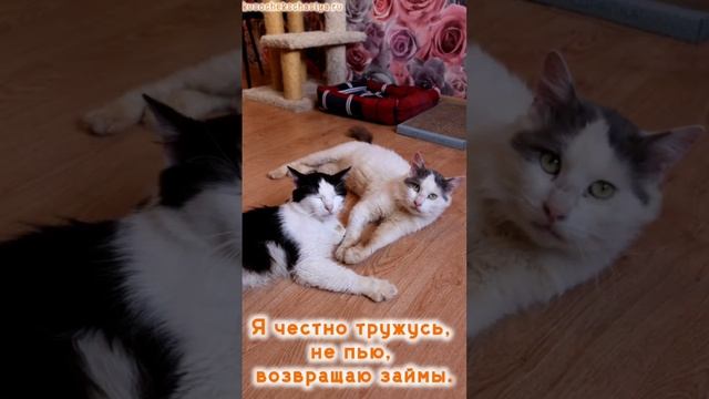 Один мой друг подбирает бездомных кошек смотреть онлайн