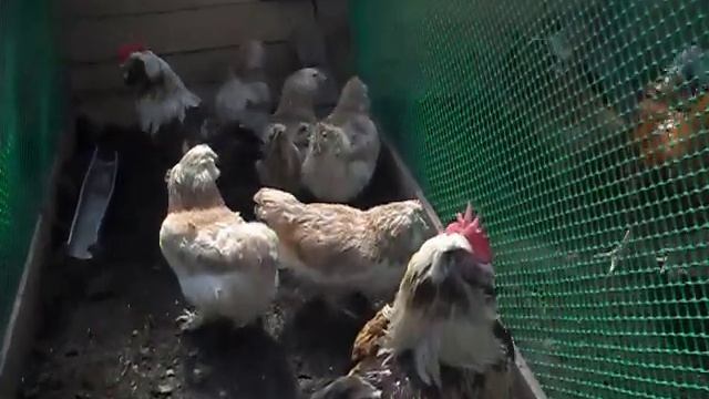 Фавероль смотреть онлайн