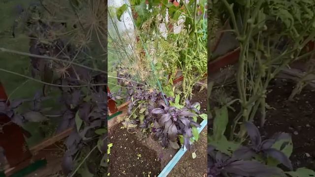 Dacha. Russian summer house. Русская дача. смотреть онлайн