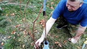 Осенняя обрезка виноградной лозы без сучка замещения/Простая обрезка винограда для начинающих/3 год