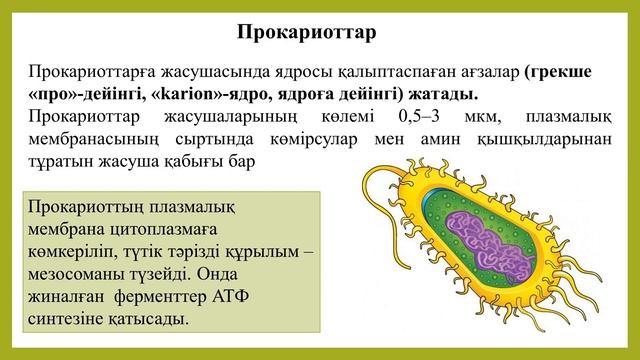 Адманова Г Б Цитология және гистология Дәріс №2 смотреть онлайн