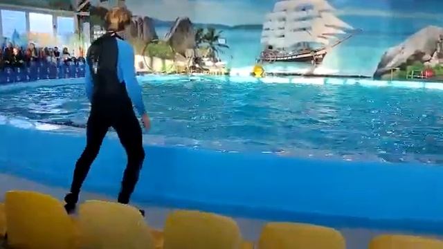 Минский дельфинарий #беларусь #город #дельфины #минск смотреть онлайн