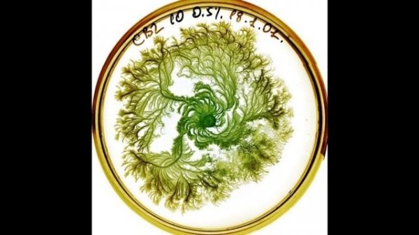 Leveldva - Sergey Pushkin Vitamin