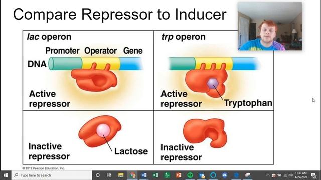 AP Biology- Gene Expression- 4/30/20 смотреть онлайн