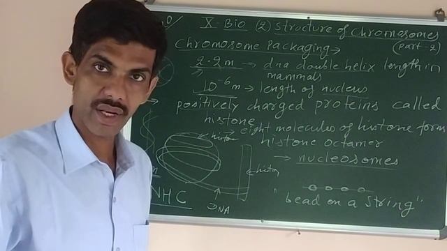 CLASS-X BIOLOGY 2. Structure of chromosomes смотреть онлайн