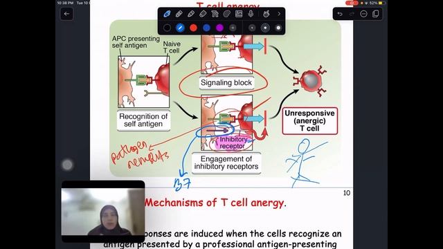Immune tolerance I Ruba Bayram I Immunology Made Easy смотреть онлайн