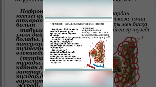Анатомия, физиология пәні Тақырыбы Зәр шығару жүйесі Дайындаған Жүрсін Г С смотреть онлайн
