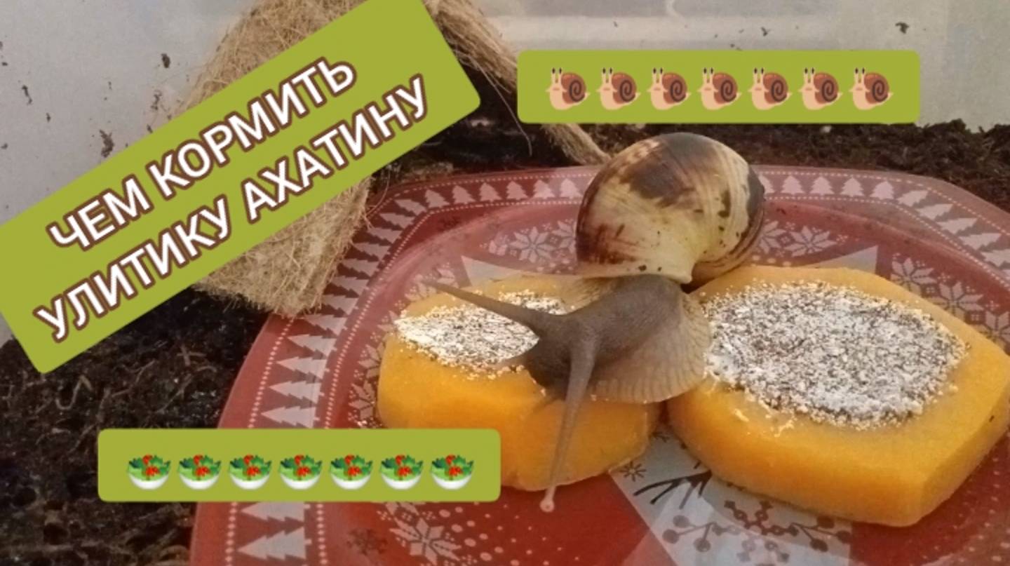 УЛИТКА АХАТИНА ЕСТ ТЫКВУ смотреть онлайн