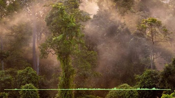 Jungle sounds - dusk in the Borneo rainforest