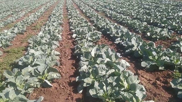 Капуста пізня Агресор,місяць після висадки###херсонщина смотреть онлайн