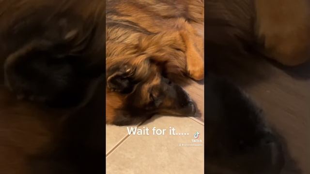 The alertness & hearing of a GSD смотреть онлайн
