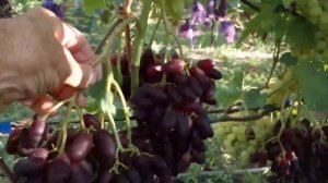 Цитадель (333) 9 августа 2023 селекции Щереденкова . Урожайная, мускатная форма винограда.