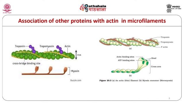cytoskeleton 2 смотреть онлайн