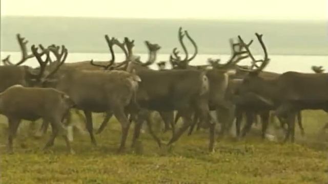 Газпром добыча Надым