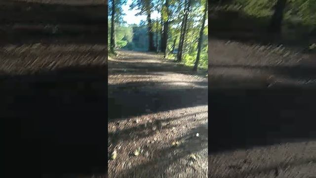 VivaCut_video_1630978055960_HD смотреть онлайн