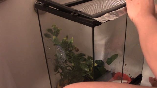 Setting Up New Exo Terra Habitat for Pet Snails смотреть онлайн